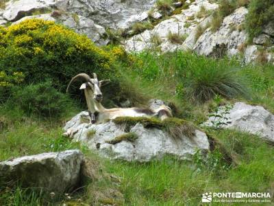 Picos de Europa-Naranjo Bulnes(Urriellu);Puente San Isidro; selva de irati buitrago de lozoya